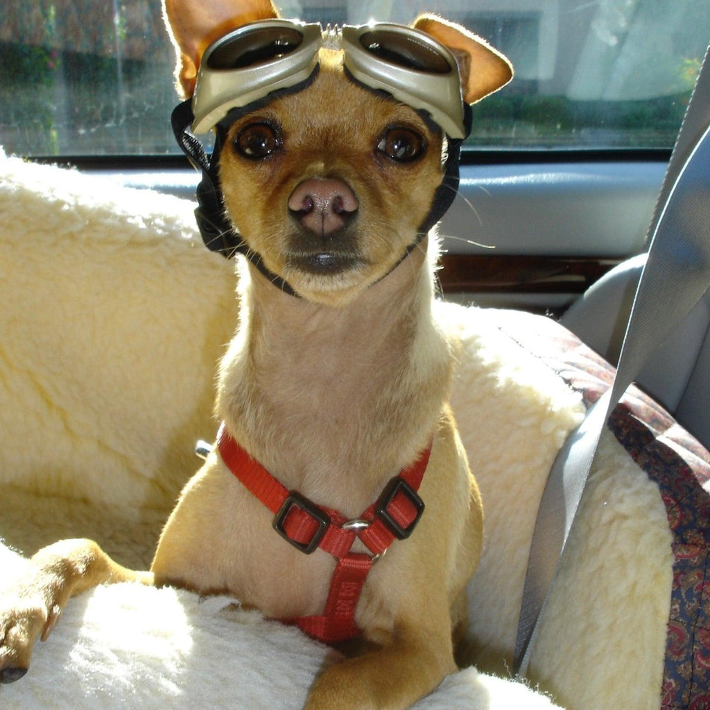 Ten Tips To Train Your Dog To Wear Sunglasses SpoiledDogDesigns