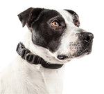 Breathable Adjustable Mesh Dog Collar