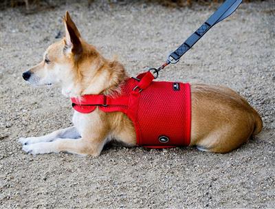 Martingale Dog Harness