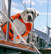 Monterey Bay Lifejacket