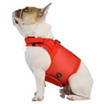 Martingale Dog Harness